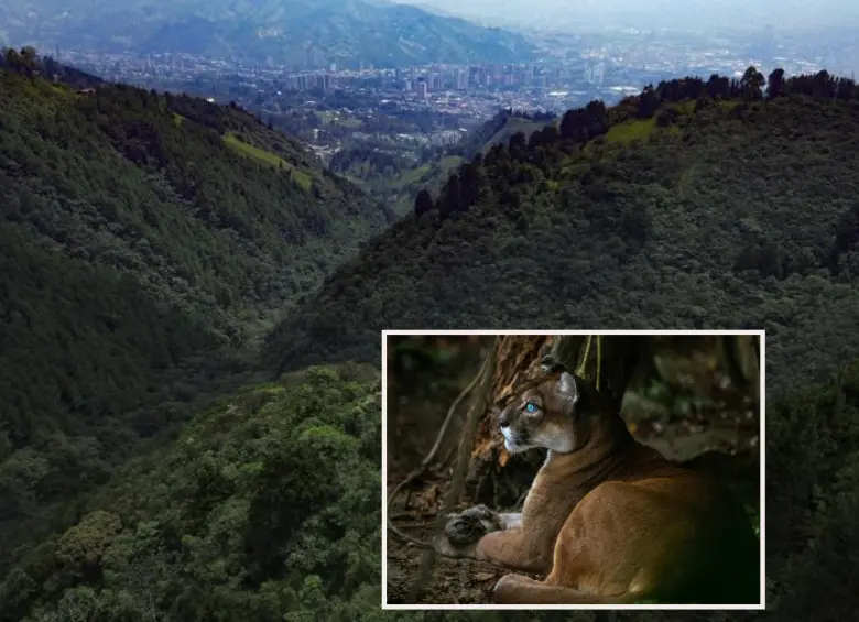 Adelante, imagen de referencia de un puma en Antioquia. Atrás, la reserva de El Romeral de donde habría salido el puma y su cría. Foto: Manuel Saldarriaga Quintero.