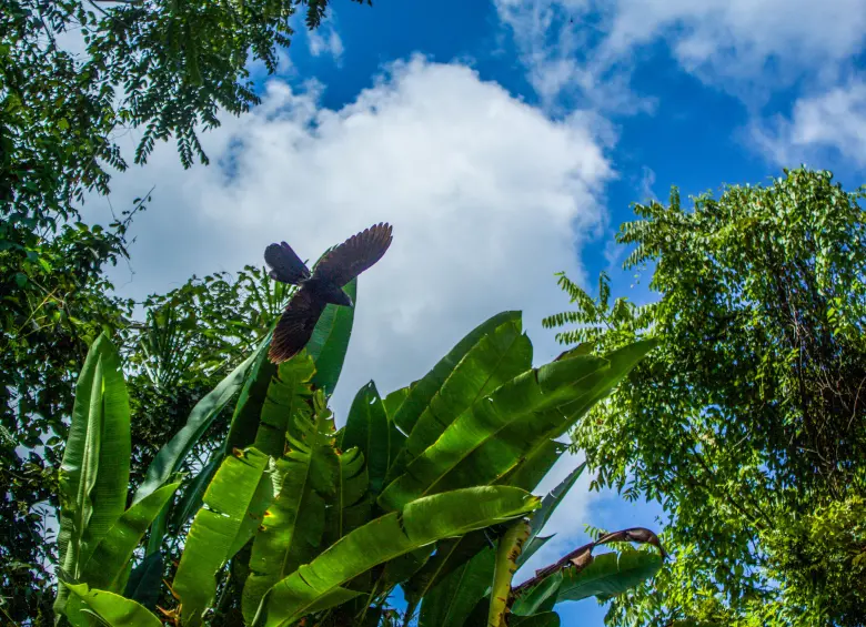 Àguila pasa encima sobre motobalinera. Foto: Cristina Rodríguez. 
