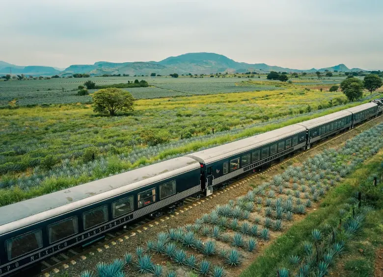 Los sembrados de agave son un paisaje característico. En la imagen, uno de esos extensos cultivos es atravesado por uno de los trenes que recorren la región. FOTO: Oficina de visitantes y convenciones de Guadalajara.