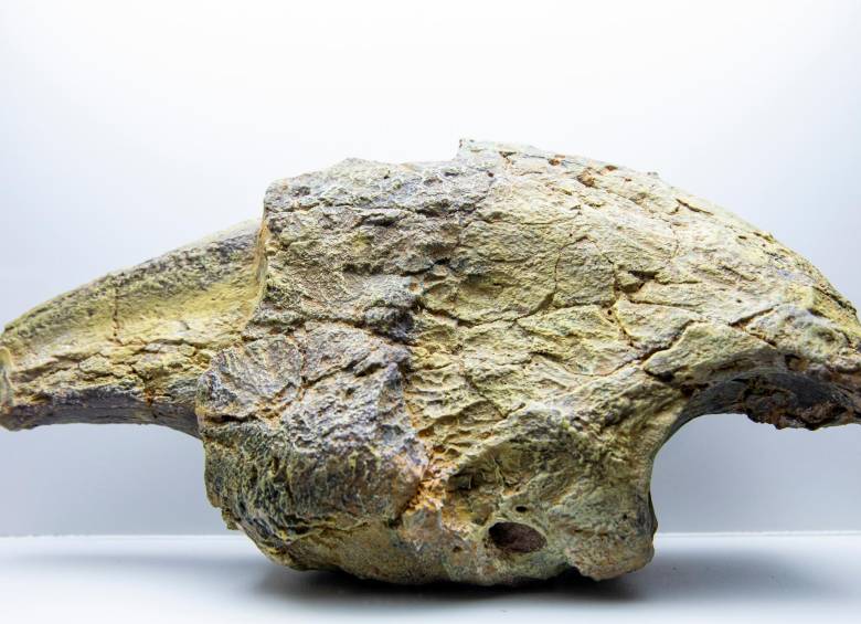 Identifican al “dinosaurio de la paz”, que vivió en el norte de Colombia