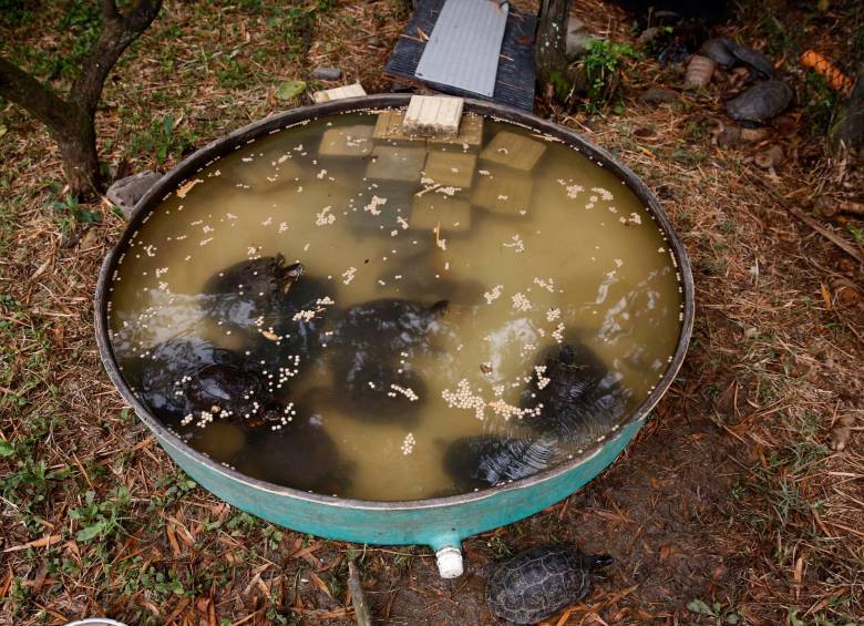 En Medellín recuperan más de 100 tortugas para luego liberarlas