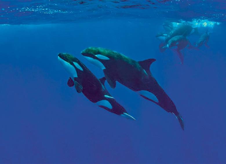 Orcas residentes