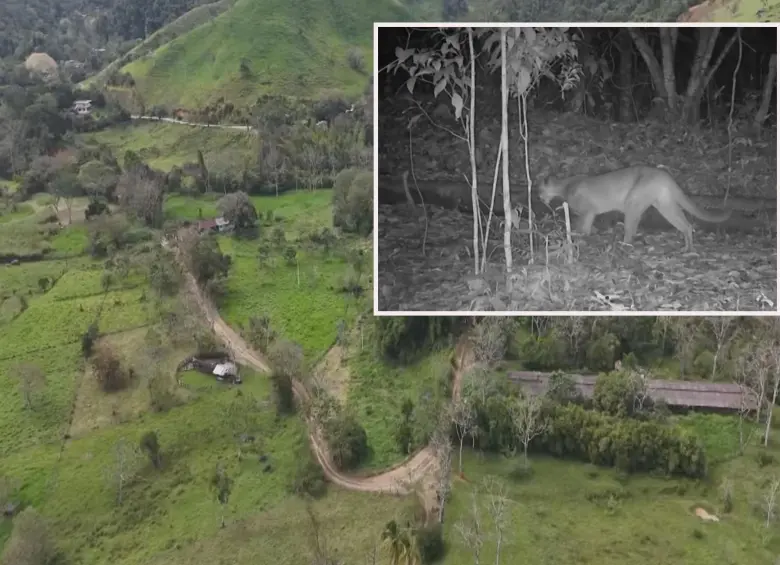 Adelante, el puma que fue captado merodeando cerca de la reserva. Atrás, el centro de la U. de A. FOTO: Cortesía.