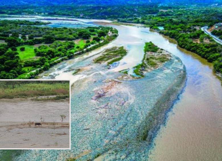 Adelante, una vaca pastando en la mitad del río Cauca en su paso por La Pintada. Atrás, el mismo río cruzando con un “hilo” de agua el Occidente de Antioquia. FOTO: Manuel Saldarriaga