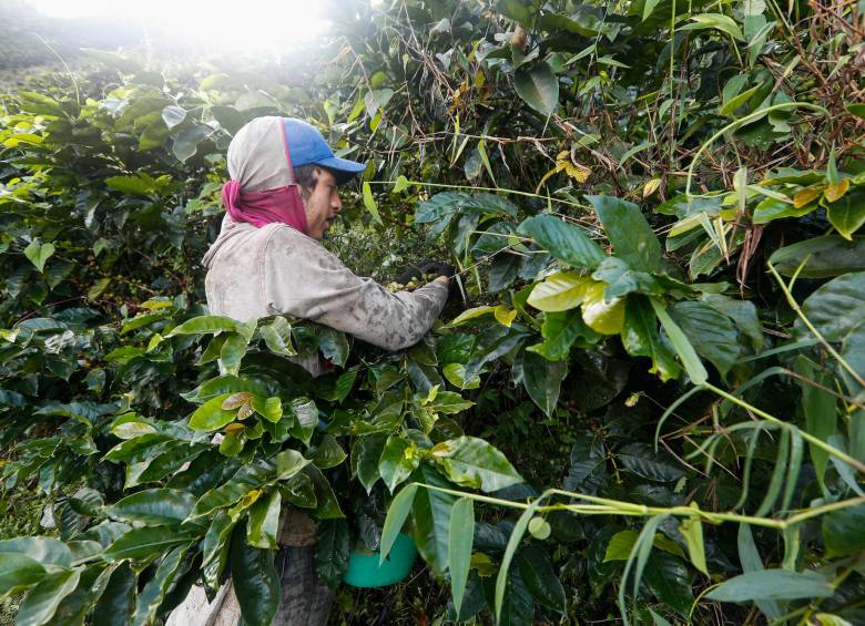 La carga de 125 kilos de café se paga hoy en Colombia a $1,08 millones. Foto Manuel Saldarriaga