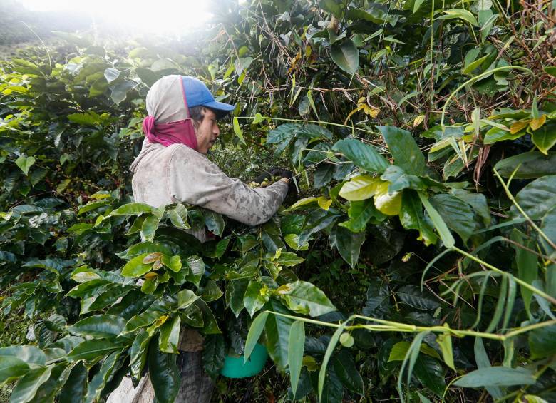En Colombia existen 654.000 fincas productoras de café, según el Sistema de Información Cafetera (Sica). FOTO Manuel Saldarriaga