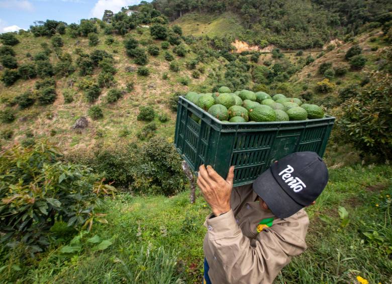 Más de 811 millones de personas se encuentran en inseguridad alimentaria en todo el planeta. Foto: Edwin Bustamante