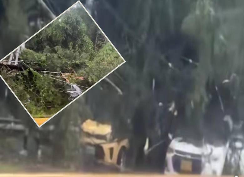 Los árboles cayeron sobre por lo menos dos automotores. FOTO: imagen tomada de redes.