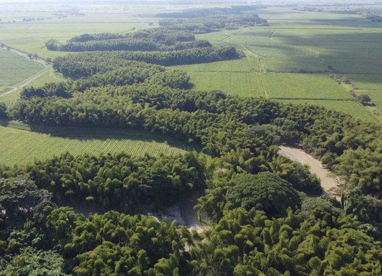 Este tapete verde tiene 6.500 hectáreas. Foto: Sector Agroindustrial de Caña