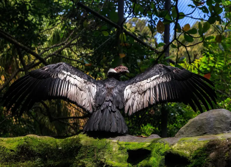 Katuma, el cóndor macho que pasó ocho años bajo el cuidado del Parque de la Conservación de Medellín, es el padre de Cattleya. Fue trasladado a Cundinamarca en 2023 para participar en el programa de reproducción que dio origen a la nueva cría. FOTO Andrés Camilo Suárez Echeverry