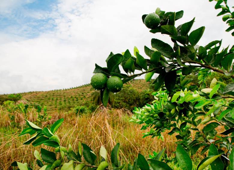 La meta de Equilibria Agro es llegar a las 2.000 hectáreas sembradas con limón Tahití, que se agregarían a las cerca de 2.054 mapeadas hoy, según los datos más recientes de la Secretaría de Agricultura de Antioquia. FOTO Equilibria Agro.