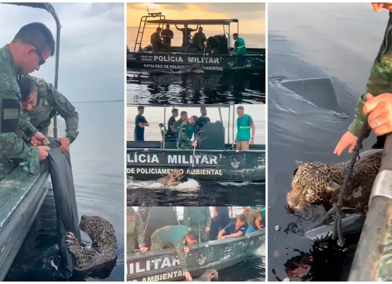 Así fue el rescate del jaguar por las autoridades brasileñas. FOTOS Tomada de Instagram @seguranca_am