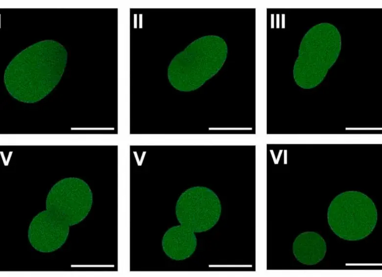 Microscopía fluorescente que muestra una célula sintética SpudCell en pleno proceso de división. FOTO: Kate Adamala