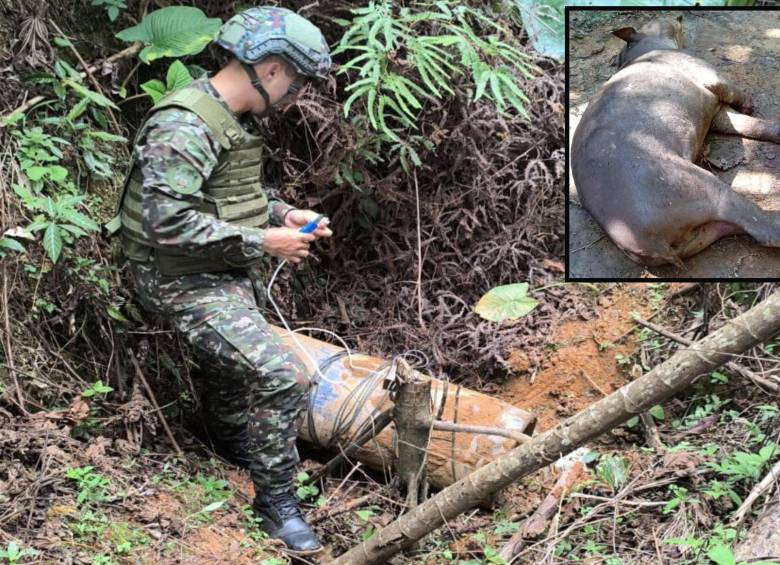 Adelante, la danta o tapir encontrada muerta en Remedios. Atrás, imagen de referencia de un soldado en labores de desminado de artefactos explosivos improvisados. FOTO: Tomada de redes sociales
