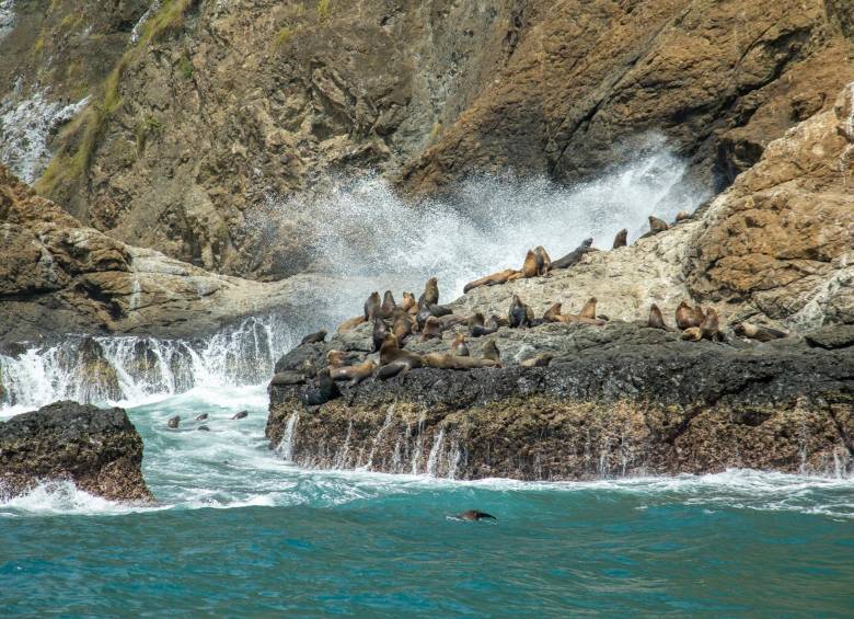 Avistamiento de lobos marinos, playa Salango. Foto: Ministerio de Cultura de Ecuador