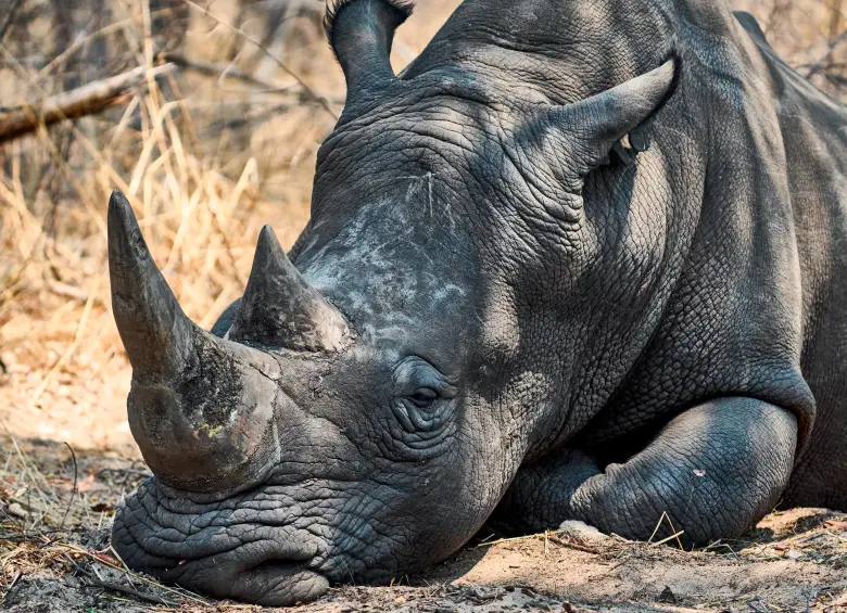 Un rinoceronte duerme bajo la sombra de un árbol en una reserva natural en el límite sur del Parque Nacional Hwange. Foto Afp
