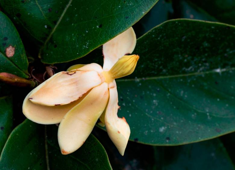 Salvando magnolias: una campaña de conservación por tres especies endémicas en Antioquia