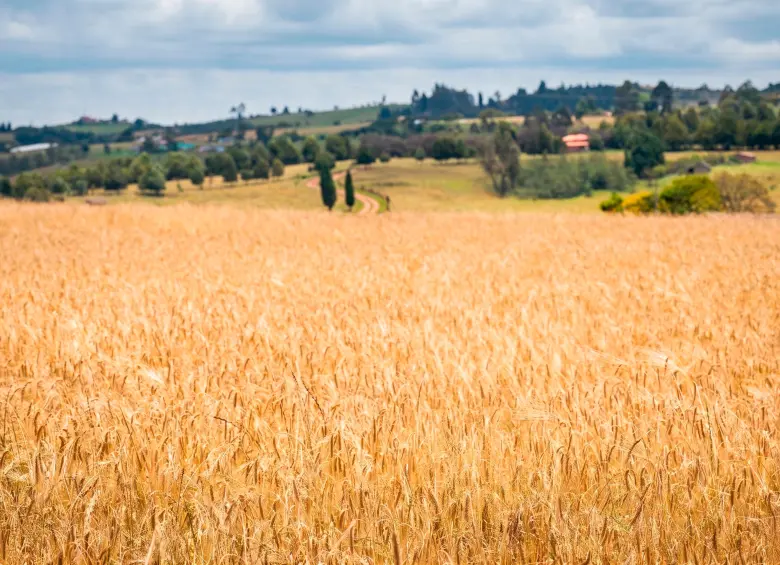 Fenalce pidió al Ministerio de Agricultura ajustar la asignación del Incentivo al Seguro Agropecuario para evitar el agotamiento anticipado de recursos en 2026. FOTO suministrada por Fenalce