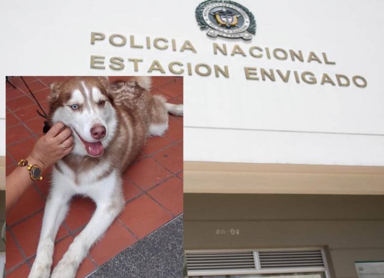 ¿Murió por negligencia? Perrita fue atropellada en Envigado pese a que estaría bajo custodia de las autoridades