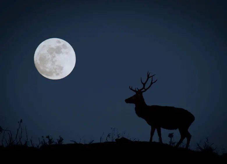 La Luna del Ciervo podrá apreciarse en Colombia este miércoles, 29 de julio, en Colombia. Foto: Getty Images