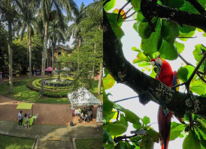 Además de su labor médica, el Hospital San Vicente Fundación conserva cerca de 560 árboles y alrededor de 100 especies vegetales que sirven de hábitat para la fauna silvestre urbana. FOTO: Camilo Suárez, Hospital San Vicente Fundación. 