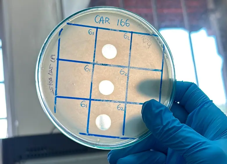 Esta placa contiene fagos que destruyen bacterias, arrojando alternativa para el tratamiento de infecicones. FOTO cortesía grupo microba