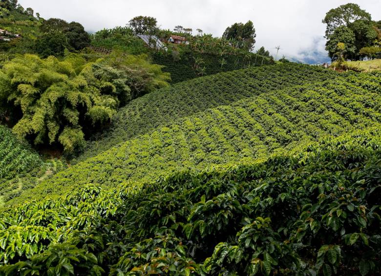 El café creció 21,4 % en el primer trimestre del año y jalonó la dinámica del PIB agropecuario de 3,3 %. FOTO Jaime Pérez