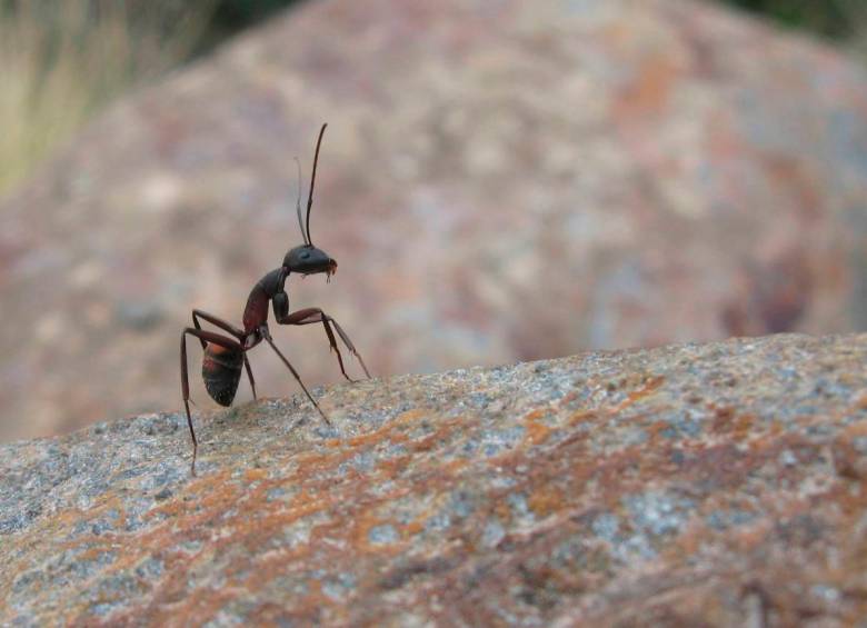 Las hormigas se aíslan de manera voluntaria para evitar la propagación de la enfermedad, medidas similares a las utilizadas para evitar los contagios en humanos de covid-19. FOTO agencia sinc