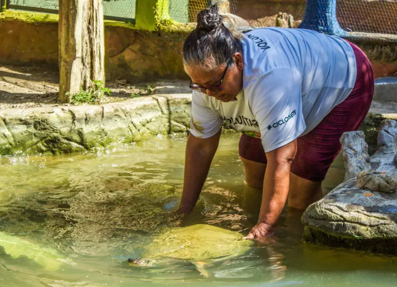 Reina, la tortuga grande junto a Chava. Foto: Cristina Rodríguez. 