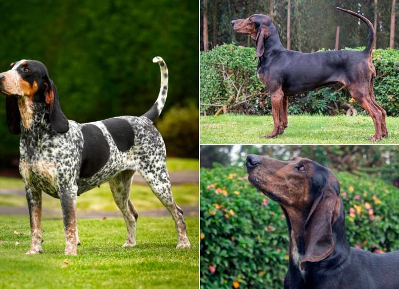 Este es el sabuso fino colombiano, la raza que ya tiene aprobación internacional. FOTOS Cortesía Asociación Club Canino Colombiano.