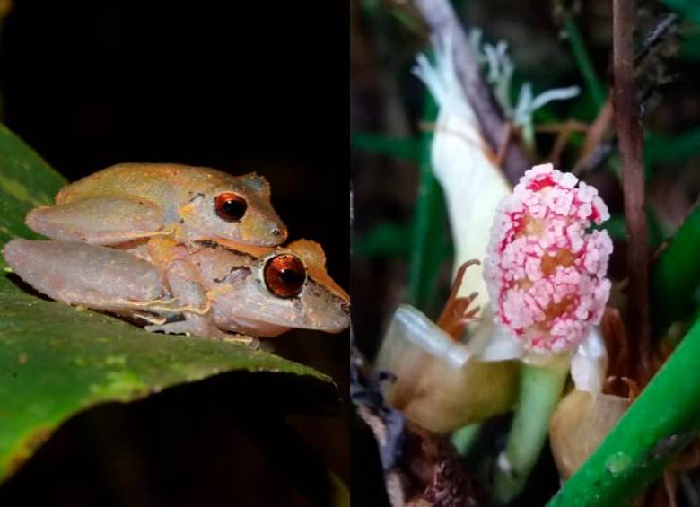 Las nuevas especies deben pasar por un proceso para ser reconocidas por la comunidad científica. FOTO: Universidad CES