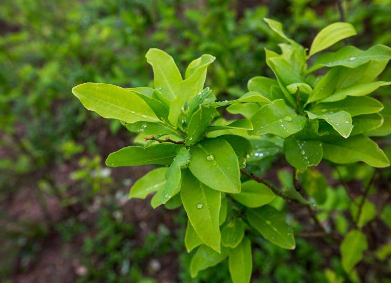 La hoja de coca es común en Bolivia, Colombia y Perú. Foto: EL COLOMBIANO