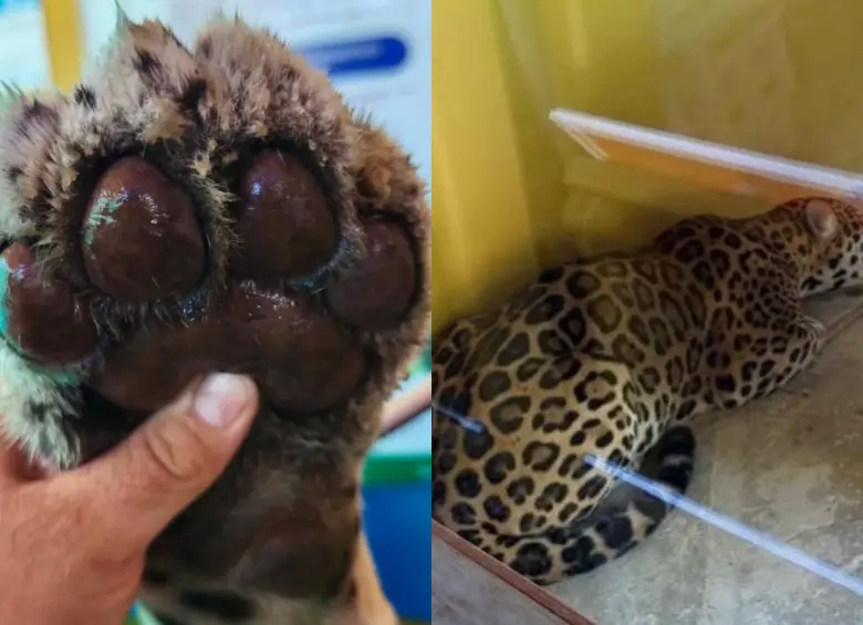 Así fue el rescate de un jaguar herido de 110 kilos en la Universidad Nacional Sede Amazonia. Foto: @fundacionikozoa