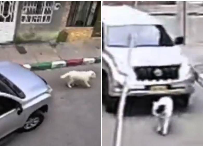 Momento en que la camioneta, adscrita presuntamente al Ministerio de Educación, atropella y sin ayudar a la perrita de color blanco llamada Kira. FOTO: Captura de video de redes sociales @MemoriasDTablon