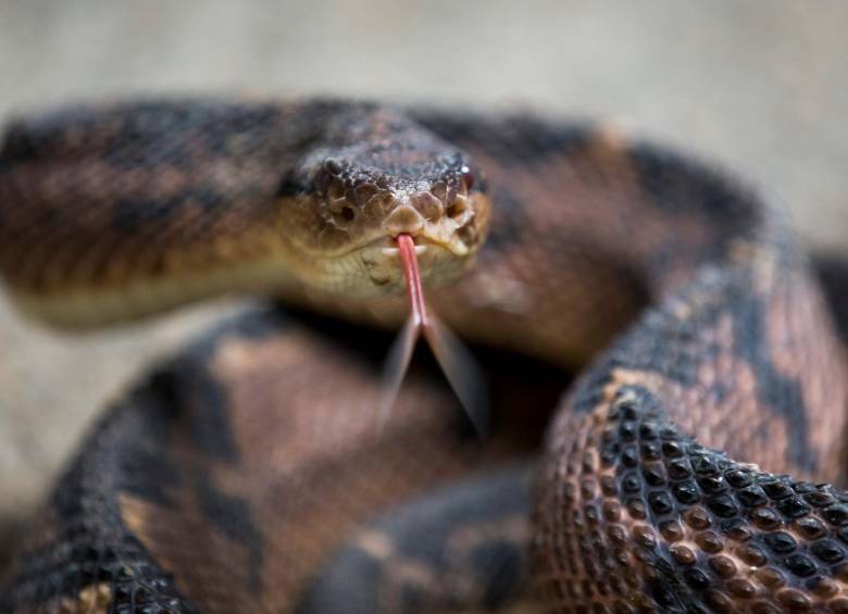 Serpiente venenosa en el serpentario de la Universidad de Antioquia. Su nombre ciéntifico es Lachesis, conocida como verrugosa. FOTO ESTEBAN VANEGAS