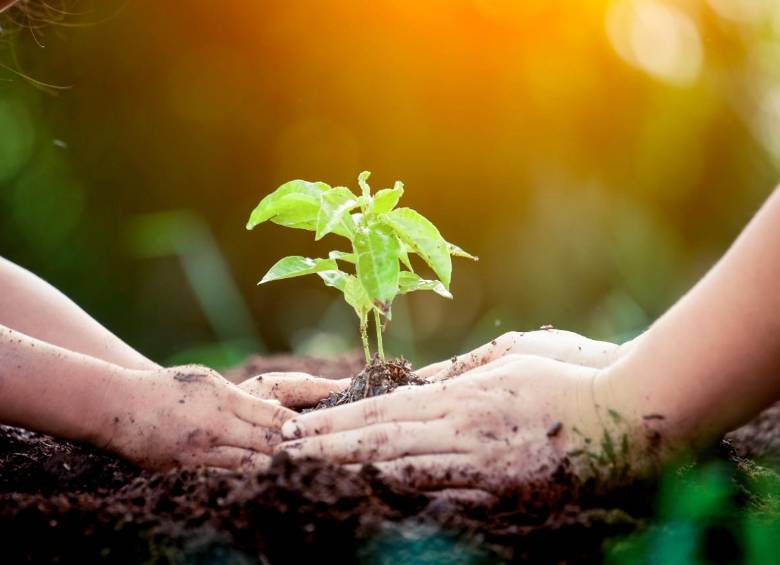 De acuerdo con la Guía de recursos para el duelo, sembrar de una planta hace parte de los ritos de afirmación, que permiten recordar y homenajear la vida de quienes partieron. Foto SSTOCK