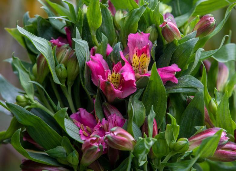 Las AstromeliasOtra variedad que conforma el portafolio de flores colombianas y que hace posible que mensualmente los despachos al exterior superen los 100 millones de dólares. 