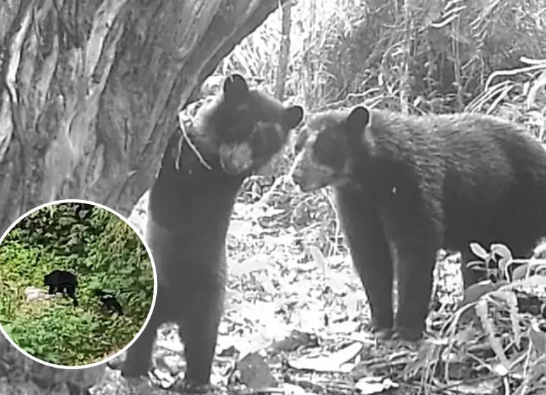 El bosque del Huila vuelve a dar vida; cámaras captan crías de oso andino. Foto: Cortesía Corporación Autónoma Regional del Alto Magdalena