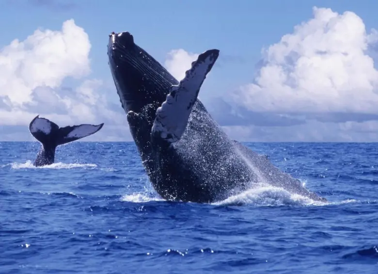 Las ballenas se pueden ver en lugares como Bahía Solano, Nuquí, la Isla Gorgona y el Parque Nacional Natural Uramba Bahía Málaga. FOTO: Colprensa