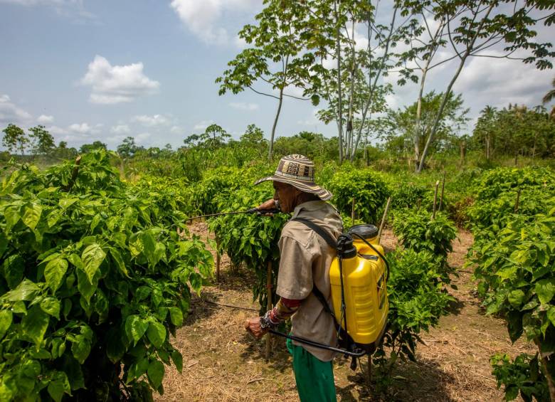Monómeros Colombo Venezolanos S.A. produce en Barranquilla y Buenaventura la mitad de los fertilizantes que se utilizan en Colombia para producir alimentos. Foto: Camilo Suárez