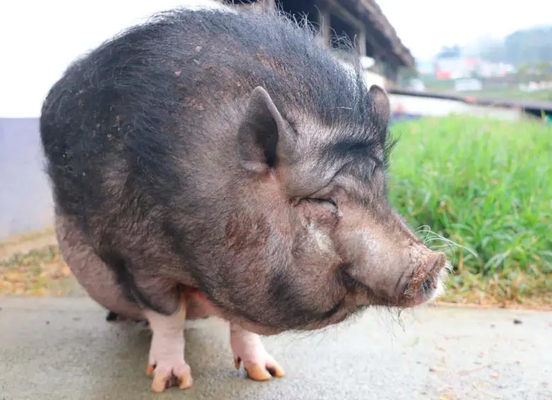 Los minicerditos están bajo protección de la subsecretaría de Protección y Bienestar Animal. FOTO: ALCALDÍA 
