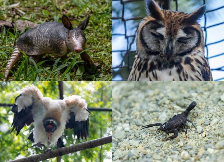 El armadillo, el búho, el gallinazo y el alacrán son algunos de los animales sobre los que existen múltiples amenazas debido a mitos populares. FOTO: Cortesía.