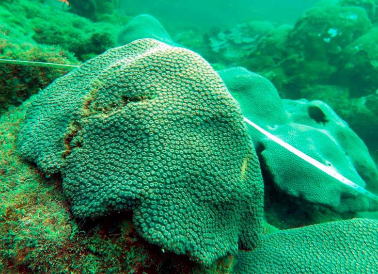 La investigación presenta una descripción preliminar de la ubicación de comunidades coralinas en el área de Bajo San Juan (8° 52’ 58.6” N 76° 30’ 29.7” O), a unos siete kilómetros de la costa del municipio antioqueño, con una extensión de 2.215 metros cuadrados, entre las cuales se destacan macroalgas, esponjas y corales. FOTO Cortesía Corpouraba