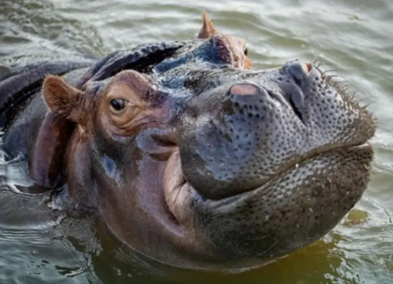 Un hipopótamo en Vantara. FOTO: Vantara