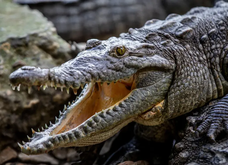 Los cocodrilos del Nilo, de los que antes se comercializaba la piel, son hoy una especie protegida. FOTO DE REFERENCIA: JULIO CÉSAR HERRERA.