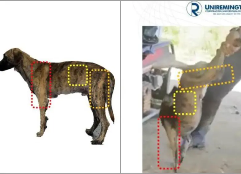 El examen pericial realizado por médicos veterinarios de la Universidad Remington (Uniremington) determinó la compatibilidad entre el canino entregado a las autoridades en Yarumal y el animal agredido en las imágenes difundidas en redes sociales. FOTO: Gobernación de Antioquia