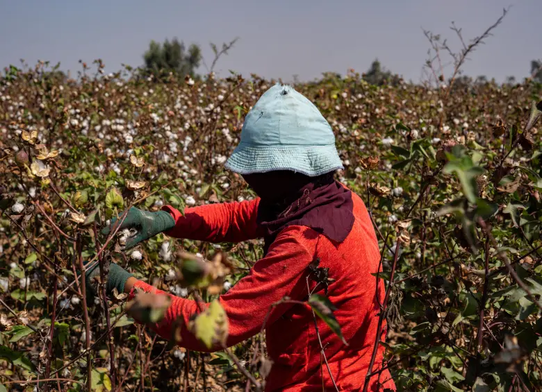 Las sequías asociadas al fenómeno de El Niño podrían reducir la producción agrícola y encarecer los alimentos en Colombia durante 2026. FOTO: GETTY