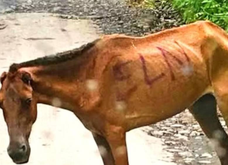 Animales como víctimas del conflicto armado; proyecto avanza en el Senado. Foto: tomada de redes sociales