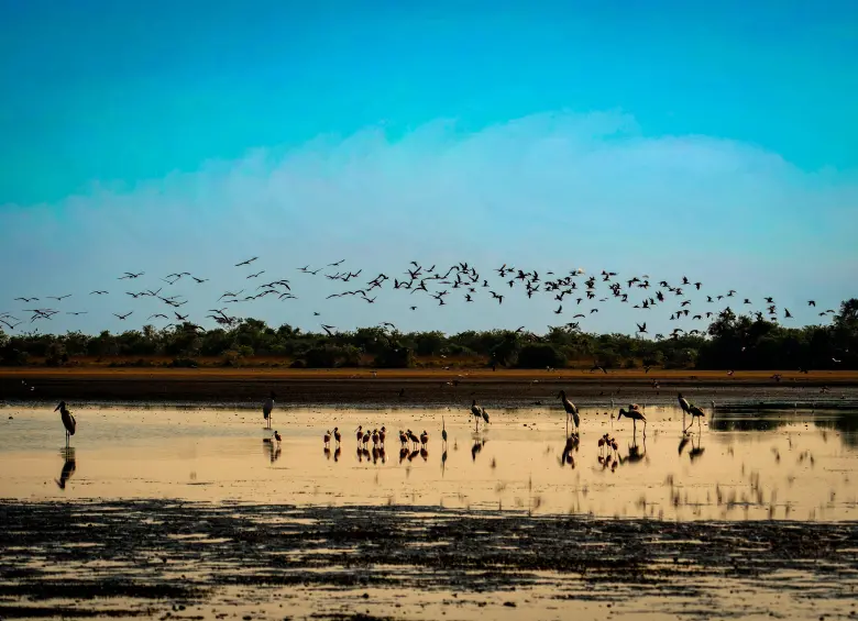 Imágenes de la reserva familiar La Palmita, en el Casanare, que es administrada por Catalina Mora. En esa región existe un entramado de humedales, ríos y sabanas con una función silenciosa. FOTO Cortesía Bruno Ferreiro/WWF