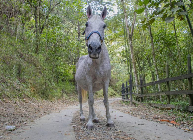Pikachú, un equino hembra, fue encontrada en vía pública de la comuna 6, Doce de Octubre, con signos de dolor y sin aparente dueño. El caso fue reportado a la Secretaría de Medio Ambiente de Medellín. Foto: Cortesía 